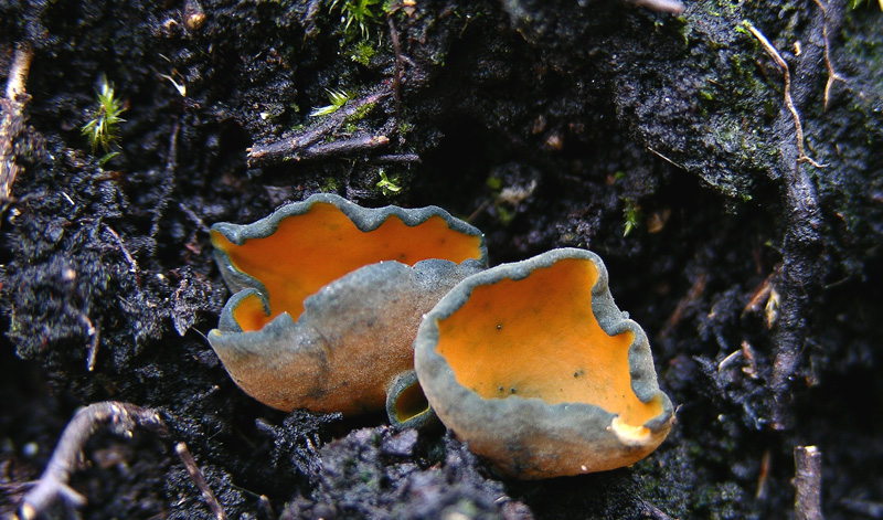 Ecco i primi ascomiceti.